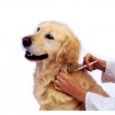 dog getting vaccine