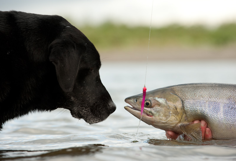 cfvh-pictures-Dog-and-Fish-1