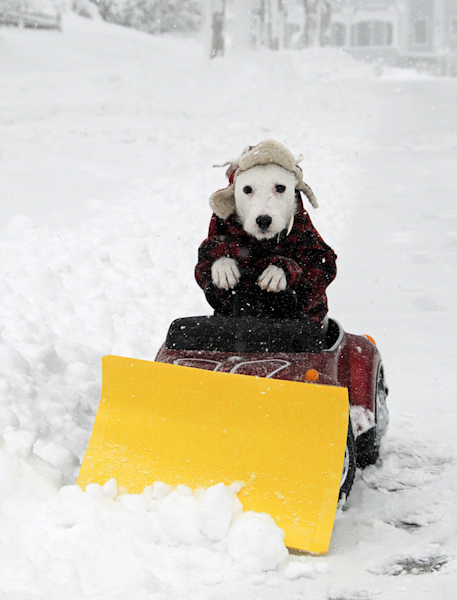 cfvh-pictures-dog-plowing-the-snow