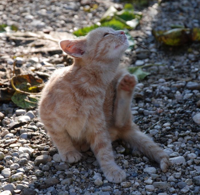 CFVH pictures kitten scratching