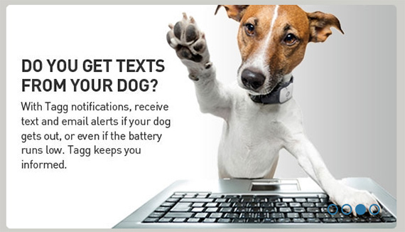 CFVH-pictures-TAGG dogtexts